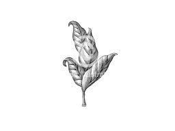 tobacco leaves art 2